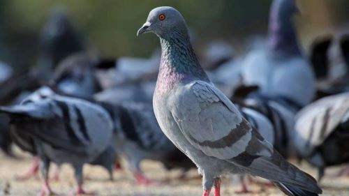 rahsia gila terbongkar, merpati pos rupa-rupanya ada ‘gps’ dalam telinga!