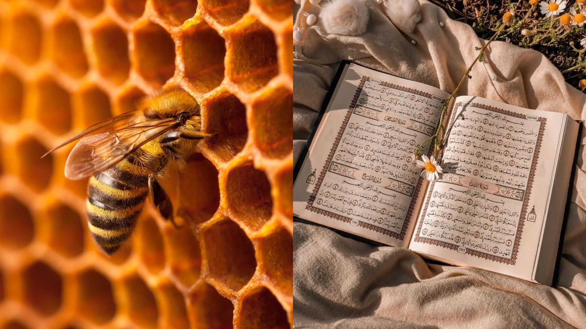 bukti kasih allah di sebalik seekor lebah melalui surah ke-16: an-nahl