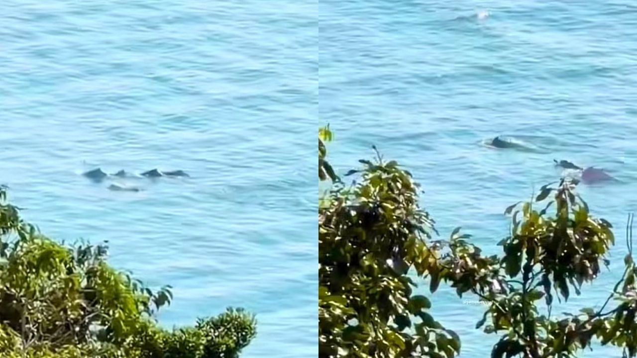 [video] ikan lumba-lumba muncul di pantai tembeling curi perhatian