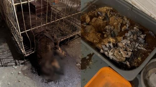 [video] kejam! veterinar tinggalkan haiwan dalam sangkar selama 3 bulan hingga mati kebuluran!