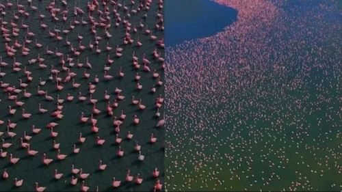 [video] tasik biru bertukar merah jambu! ribuan flamingo serbu rajasthan