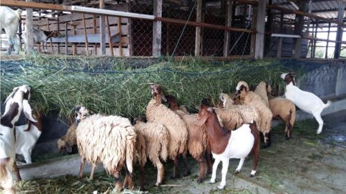 malaysia kekal bebas ppr, dvs sasar pengiktirafan woah