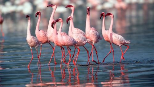 [video] tasik biru bertukar merah jambu! ribuan flamingo serbu rajasthan