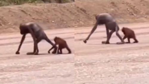 [video] rakaman menyayat hati: orang utan ibu & anak dilihat amat kurus dan lemah
