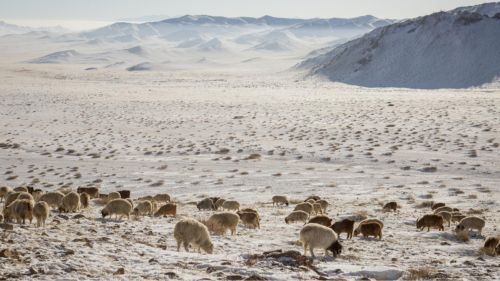di bawah selimut salji: mongolia berdepan ujian alam dzud
