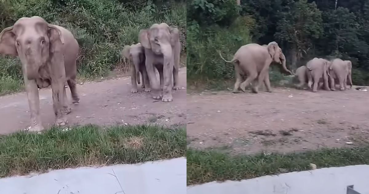 “biasa je dia.. kena marah baru dengar!” – sekeluarga gajah pulang ke hutan semula selepas kena ‘sound’