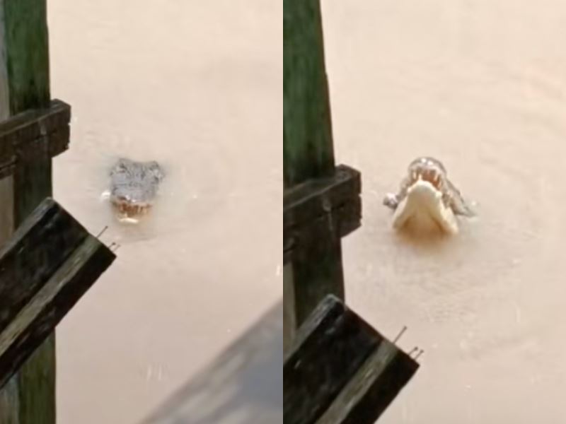 sarawak's ongoing floods spark worrying crocodile sightings in flooded regions