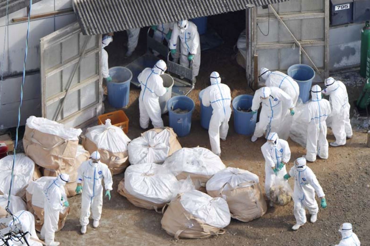 japan faces avian flu surge, forcing the culling of 5 millions of birds in january