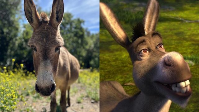 beloved donkey that inspired eddie murphy’s 'shrek' character dies at 30