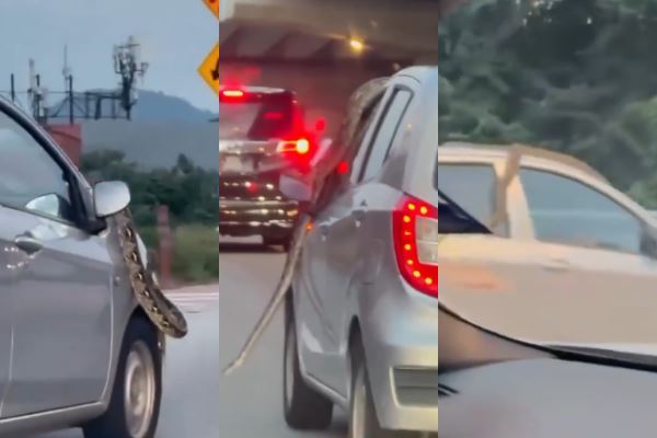 python hitching a ride on vehicle causes a viral stir