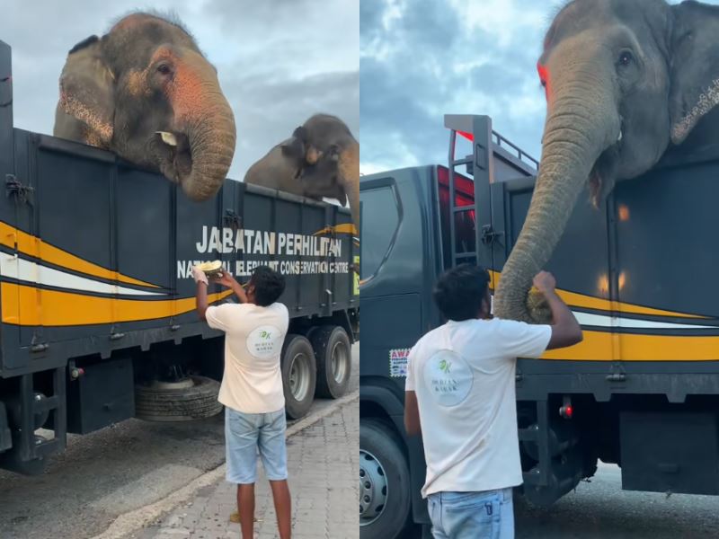 viral video captures elephants casually enjoying durians