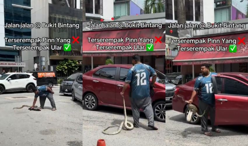 man’s heroic snake rescue in bukit bintang goes viral on tiktok