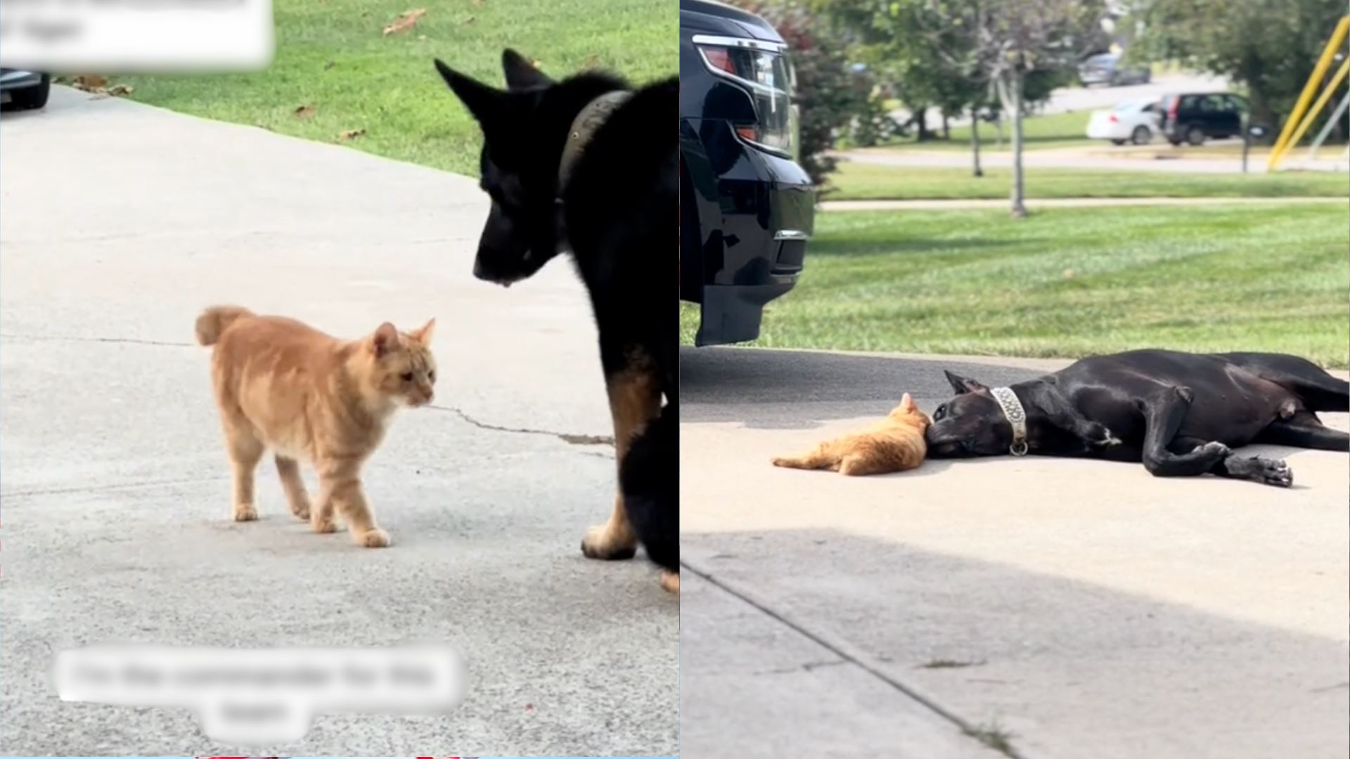 ‘oyen’ mendonia! nama kucing oren malaysia tular hingga ke amerika syarikat