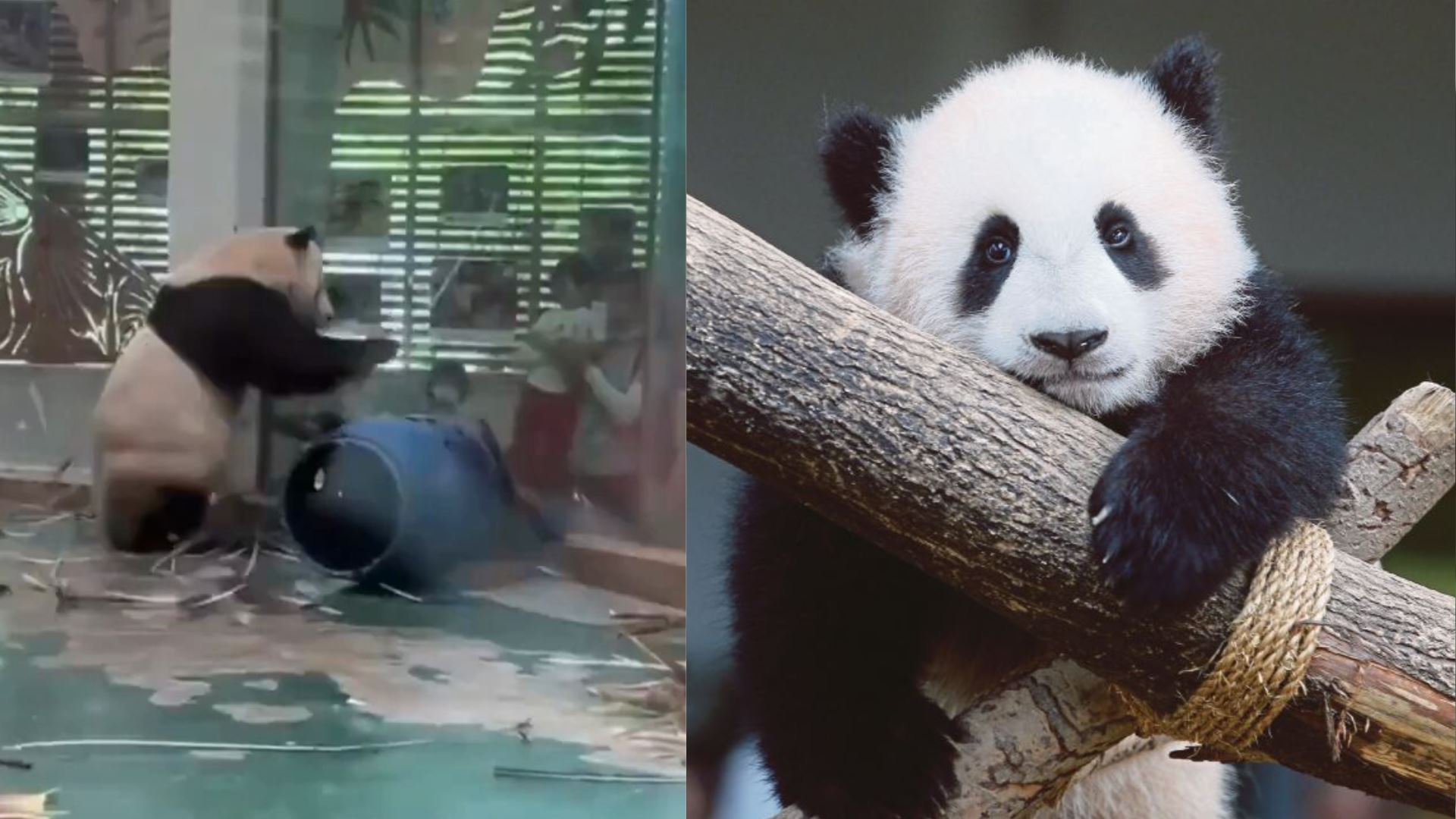 [video] panda nuan nuan ‘naik angin’, kejar dan cabut bulu burung merak