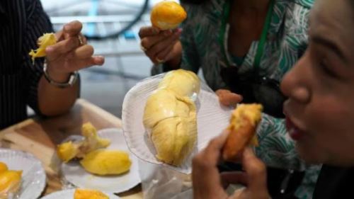 lima cara bijak nikmati durian tanpa rasa ragu