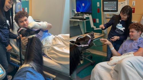 [video] kuda mini dan magis memulihkan pesakit selepas dibius