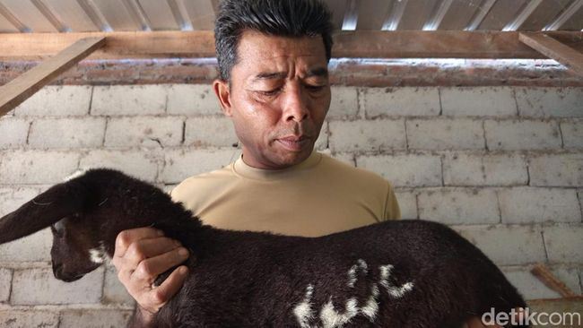 anak kambing miliki corak kalimah allah tarik perhatian ramai