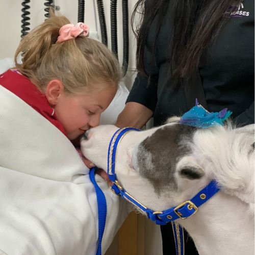 [video] kuda mini dan magis memulihkan pesakit selepas dibius