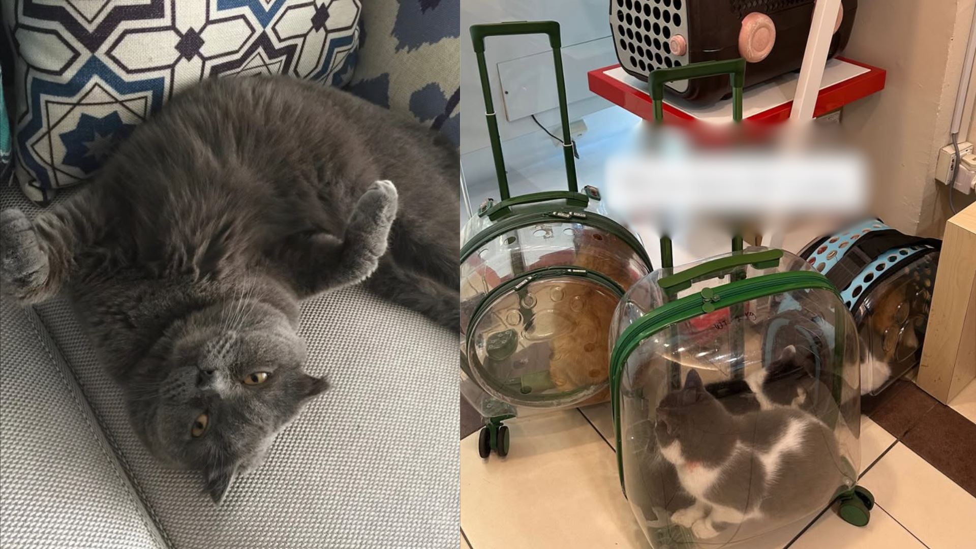 kucing awal ashaari kritikal, lebih enam ekor kucing tampil derma darah selamatkan luna