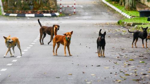 tnrm tidak lagi sesuai? animal malaysia cadang kaedah baharu tangani anjing liar