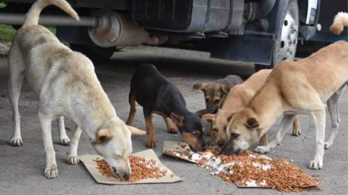 tnrm tidak lagi sesuai? animal malaysia cadang kaedah baharu tangani anjing liar