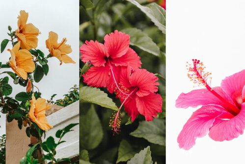 65 tahun bunga raya menjadi jiwa dan warna malaysia