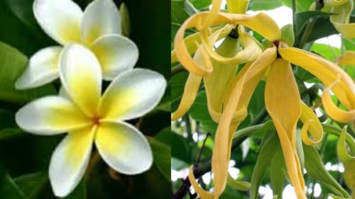 65 tahun bunga raya menjadi jiwa dan warna malaysia