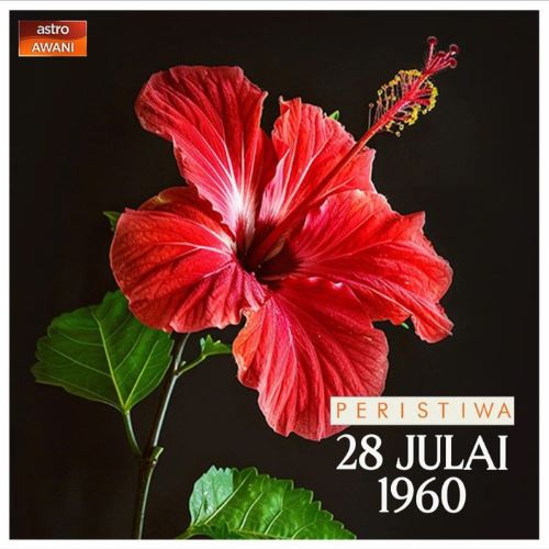 65 tahun bunga raya menjadi jiwa dan warna malaysia