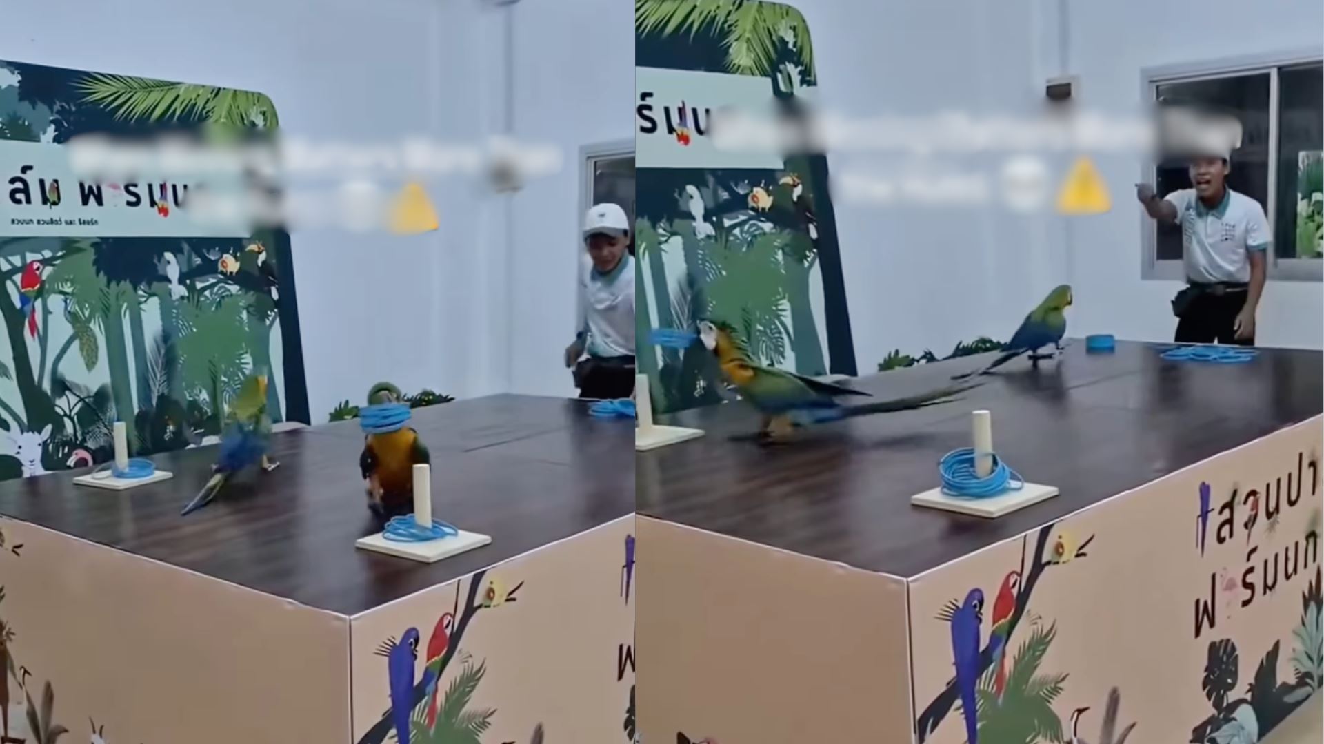 parrot tunjuk aksi 'ring toss', bukti kemenangan perlukan kecerdasan