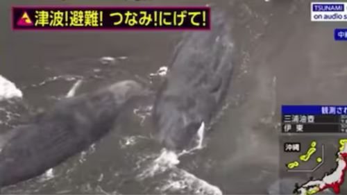 [video] gempa 8.8 magnitud, empat ekor paus terdampar serlahkan ancaman tsunami di jepun