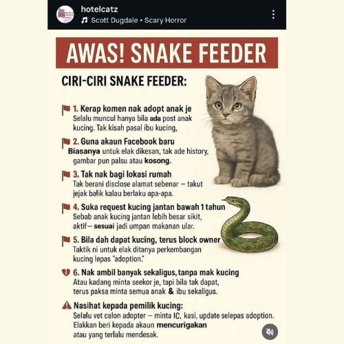 anak kucing bukan makanan! kenali bahaya ‘snake feeder’