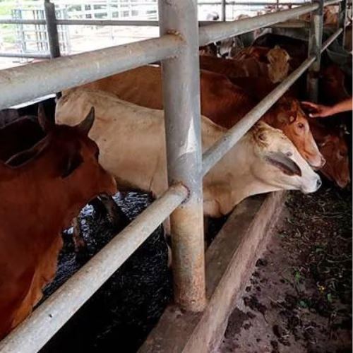 kpkm beri jaminan bekalan korban 2025 mencukupi 