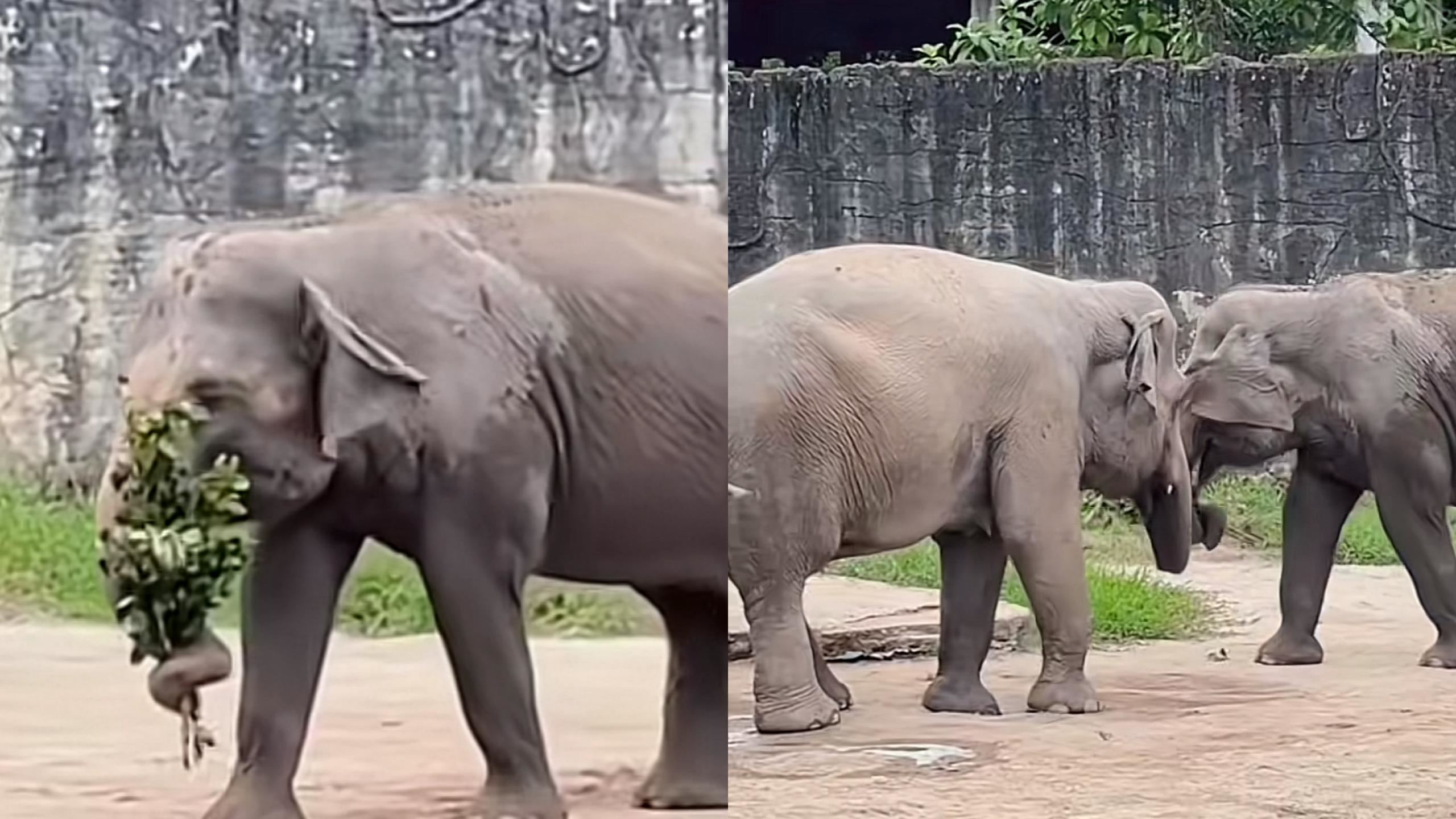 gajah bagi daun kepada pasangan tarik perhatian warganet - “dia pun tahu cara hargai pasangan…”