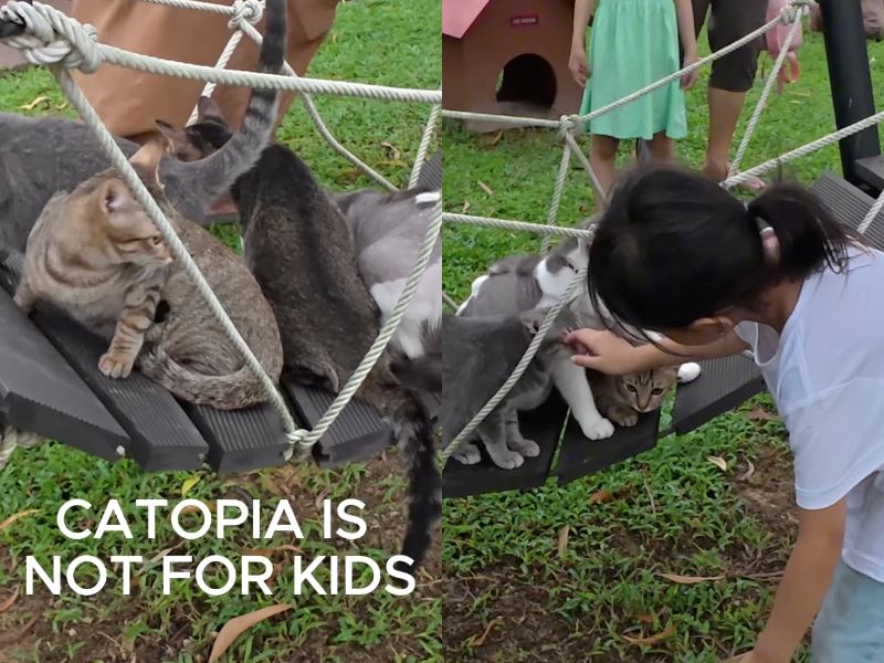not for kids! malaysian creator urges parents to keep children out of cat-only park