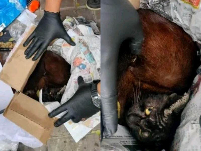 “how could they?” cyberjaya worker finds ill cat dumped like trash, public outraged by owner’s actions