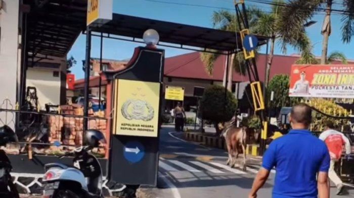 lembu korban ‘lolos’, lari sembunyi di balai polis