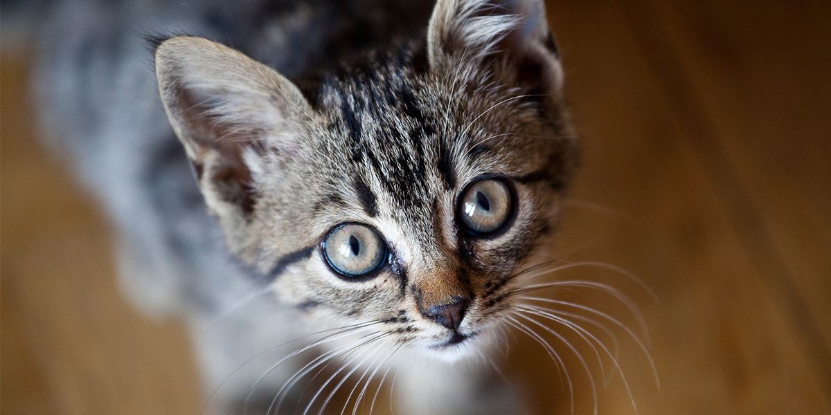 here are the possible reasons why your cat might be meowing non-stop