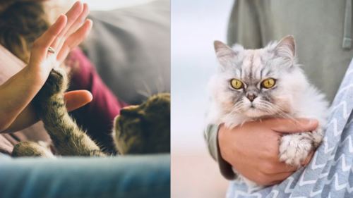 “chut chut chuttt” kenapa suara kita jadi lembut bila bercakap dengan kucing?