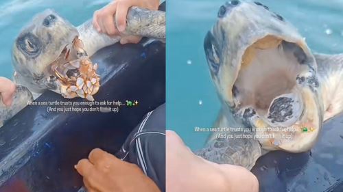 [video] penyu minta tolong buang teritip membiak dalam mulutnya!