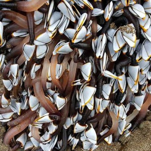 [video] penyu minta tolong buang teritip membiak dalam mulutnya!