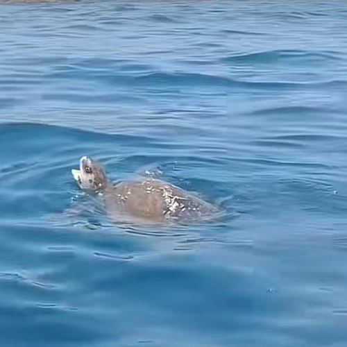 [video] penyu minta tolong buang teritip membiak dalam mulutnya!