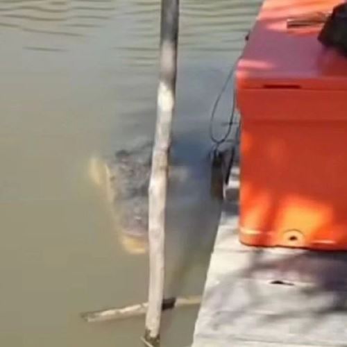 buaya jinak 'butit' tular minta makanan daripada nelayan di samalaju