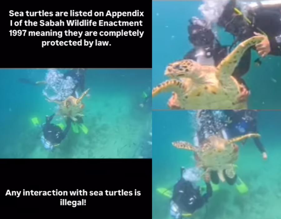 Sabah Officials Seek Public Help in Identifying Divers Who Harassed Sea ...