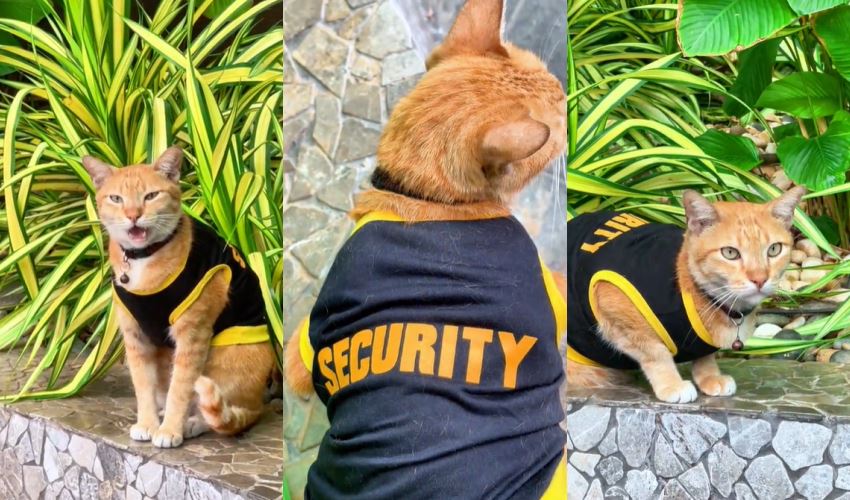 kuching hotel's security team gets a purr-fect upgrade with bob the cat