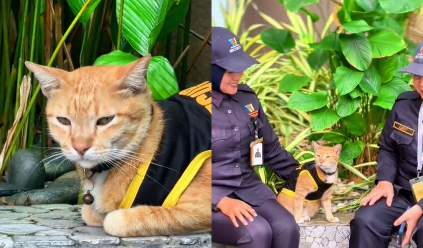 kuching hotel's security team gets a purr-fect upgrade with bob the cat