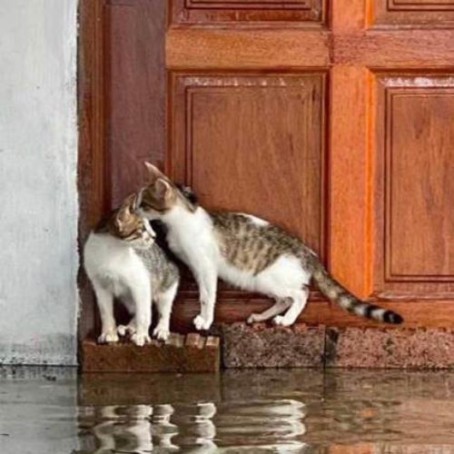 selamatkan anak bulu dalam banjir, pemuda raih pujian netizen