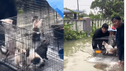 selamatkan anak bulu dalam banjir, pemuda raih pujian netizen