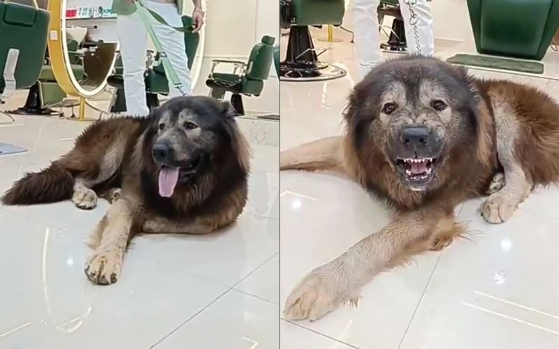 meet the world’s most expensive dog—sold for rm26.8 million!