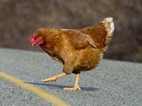 the secret meaning of ‘why did the chicken cross the road?’ is leaving people stunned
