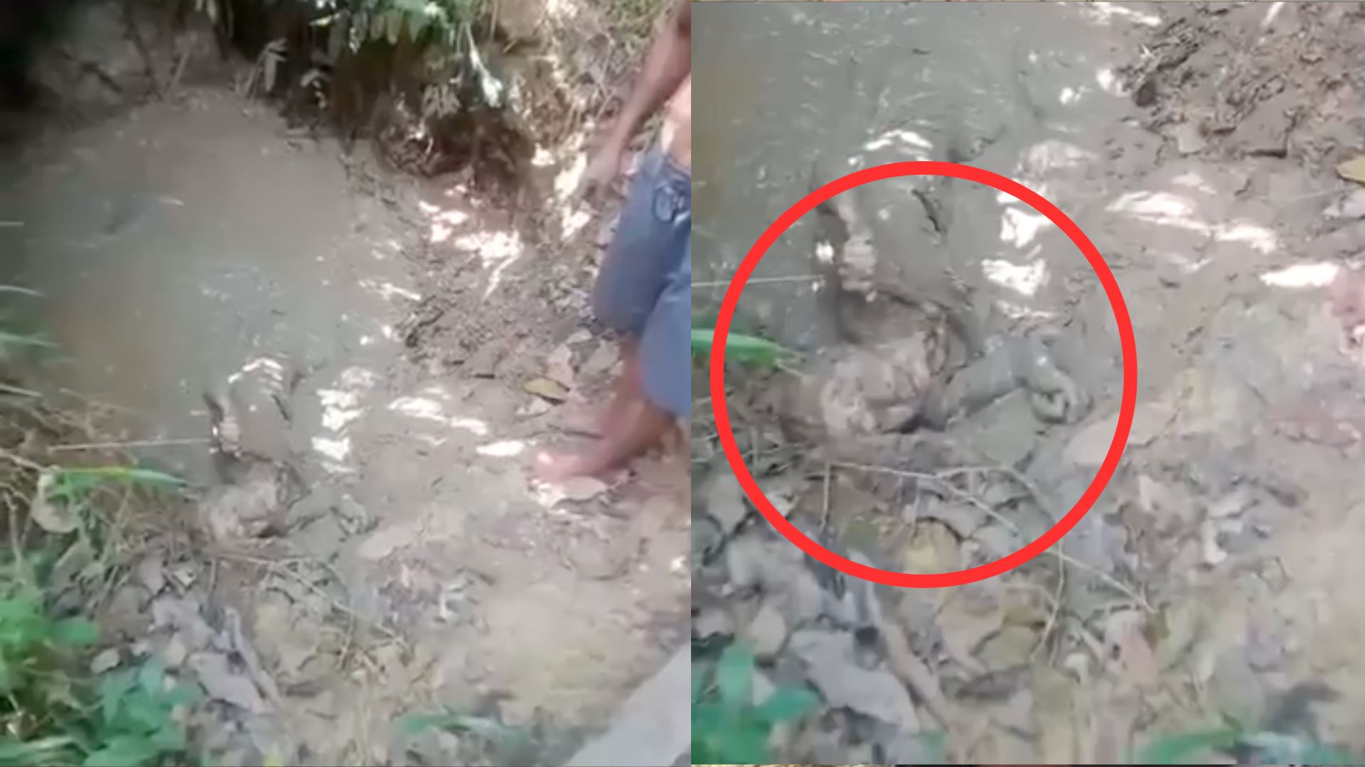 tular video warga emas direndam dalam lumpur seharian oleh anak sendiri demi konten